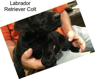 Labrador Retriever Colt