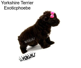 Yorkshire Terrier Exoticphoebe