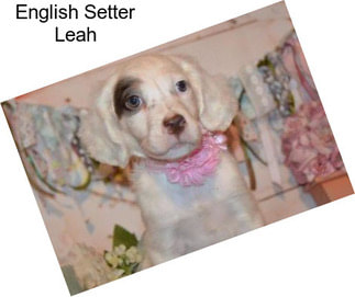 English Setter Leah