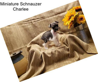 Miniature Schnauzer Charlee