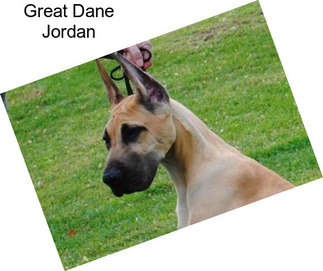 Great Dane Jordan