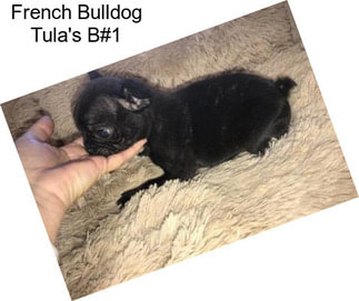 French Bulldog Tula\'s B#1