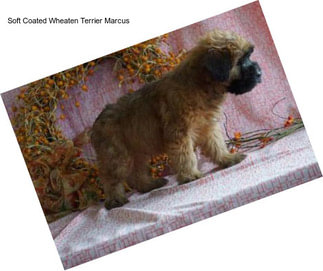 Soft Coated Wheaten Terrier Marcus