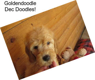 Goldendoodle Dec Doodles!