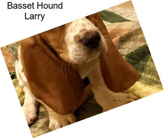 Basset Hound Larry