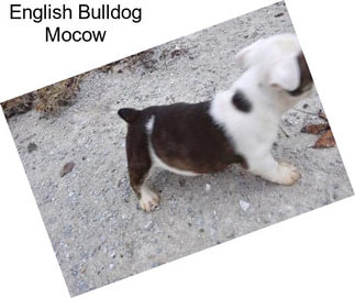 English Bulldog Mocow