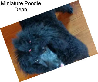 Miniature Poodle Dean