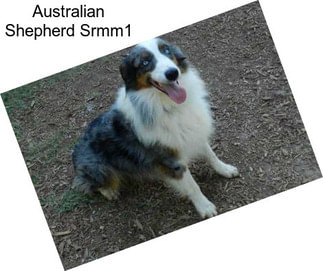 Australian Shepherd Srmm1