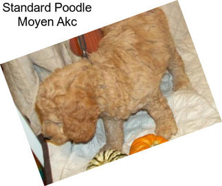 Standard Poodle Moyen Akc