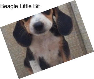 Beagle Little Bit