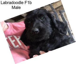 Labradoodle F1b Male