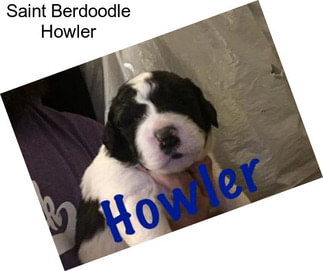 Saint Berdoodle Howler