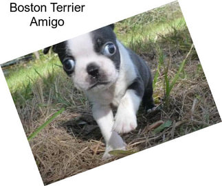 Boston Terrier Amigo