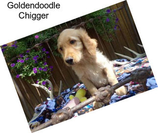 Goldendoodle Chigger