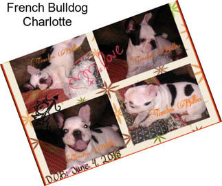 French Bulldog Charlotte