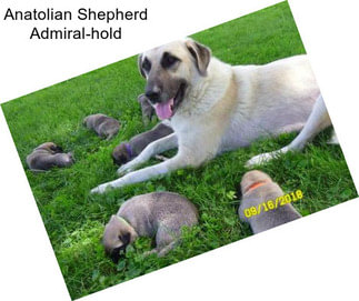 Anatolian Shepherd Admiral-hold