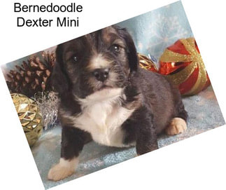 Bernedoodle Dexter Mini