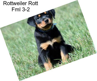 Rottweiler Rott Fml 3-2