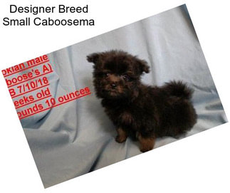 Designer Breed Small Caboosema