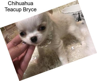 Chihuahua Teacup Bryce