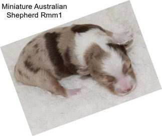 Miniature Australian Shepherd Rmm1