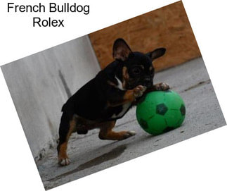 French Bulldog Rolex