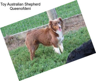 Toy Australian Shepherd Queenofdeni