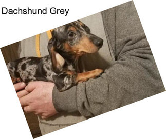 Dachshund Grey