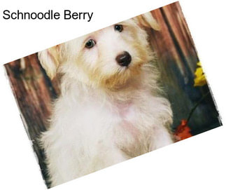 Schnoodle Berry