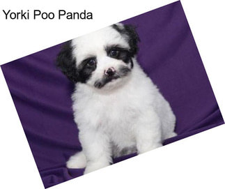 Yorki Poo Panda