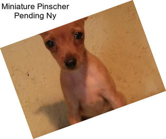 Miniature Pinscher Pending Ny