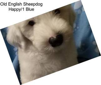 Old English Sheepdog Happy/1 Blue