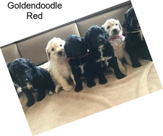 Goldendoodle Red