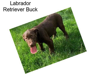 Labrador Retriever Buck