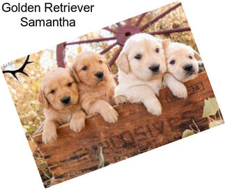 Golden Retriever Samantha