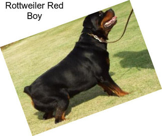 Rottweiler Red Boy