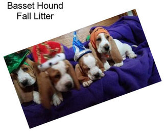 Basset Hound Fall Litter