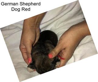 German Shepherd Dog Red