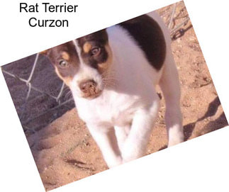 Rat Terrier Curzon