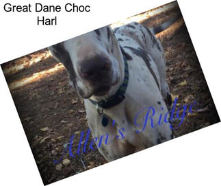 Great Dane Choc Harl