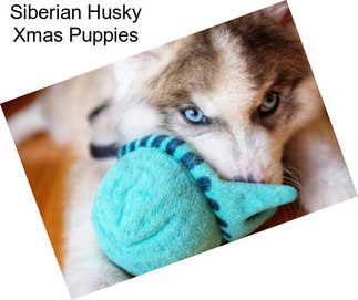 Siberian Husky Xmas Puppies