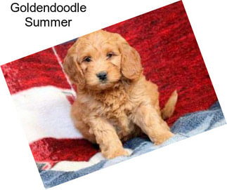 Goldendoodle Summer