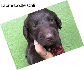 Labradoodle Cali