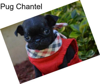Pug Chantel