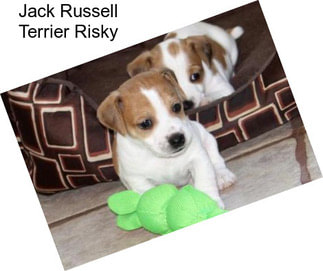 Jack Russell Terrier Risky