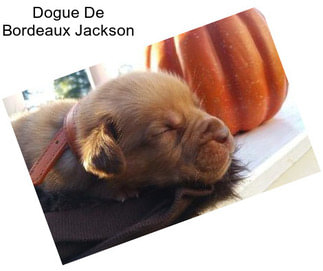 Dogue De Bordeaux Jackson