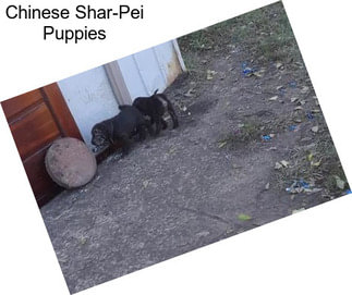 Chinese Shar-Pei Puppies