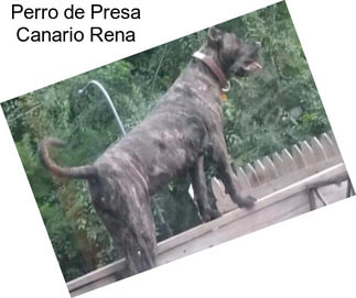 Perro de Presa Canario Rena