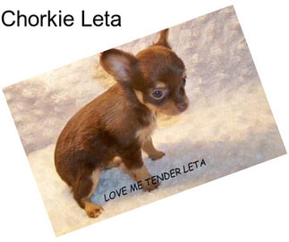 Chorkie Leta