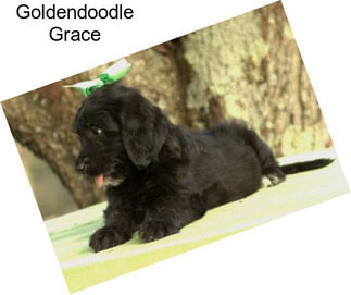 Goldendoodle Grace